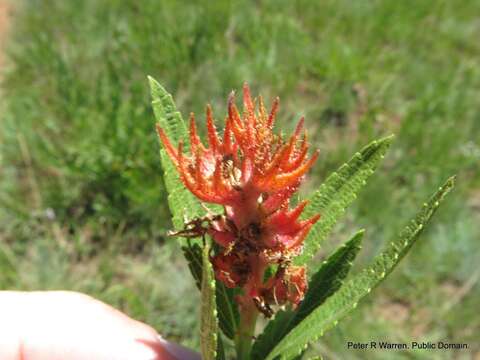 Image of Acalypha punctata var. punctata
