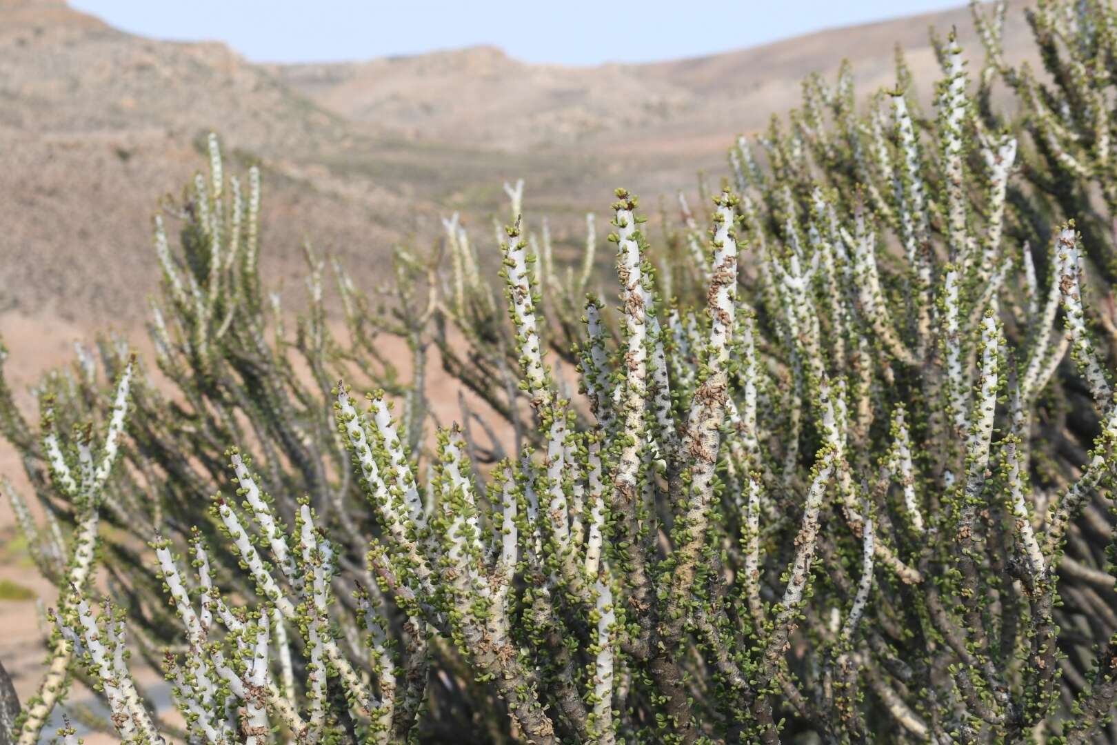 Image of Portulacaria namaquensis Sond.