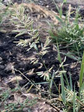 Imagem de Eragrostis cilianensis (All.) Janch.