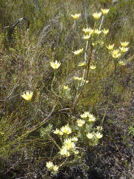 Image of Leucadendron uliginosum subsp. uliginosum