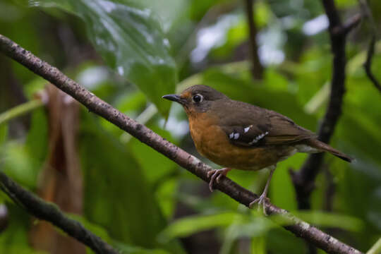 Image of Orange Ground Thrush