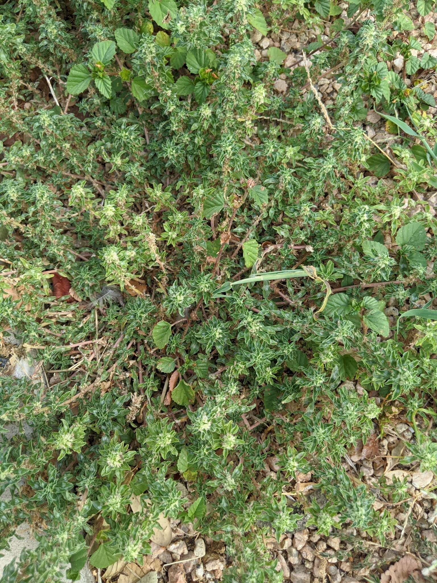 Imagem de Amaranthus polygonoides L.