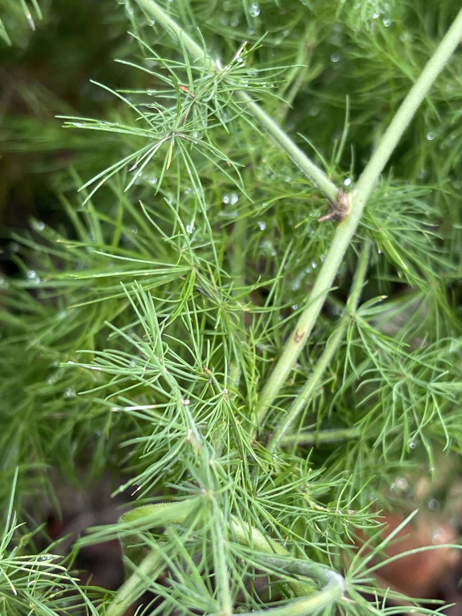 Image of Asparagus nodulosus (Oberm.) J.-P. Lebrun & Stork