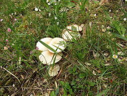 Image of Cyclocybe cylindracea (DC.) Vizzini & Angelini 2014