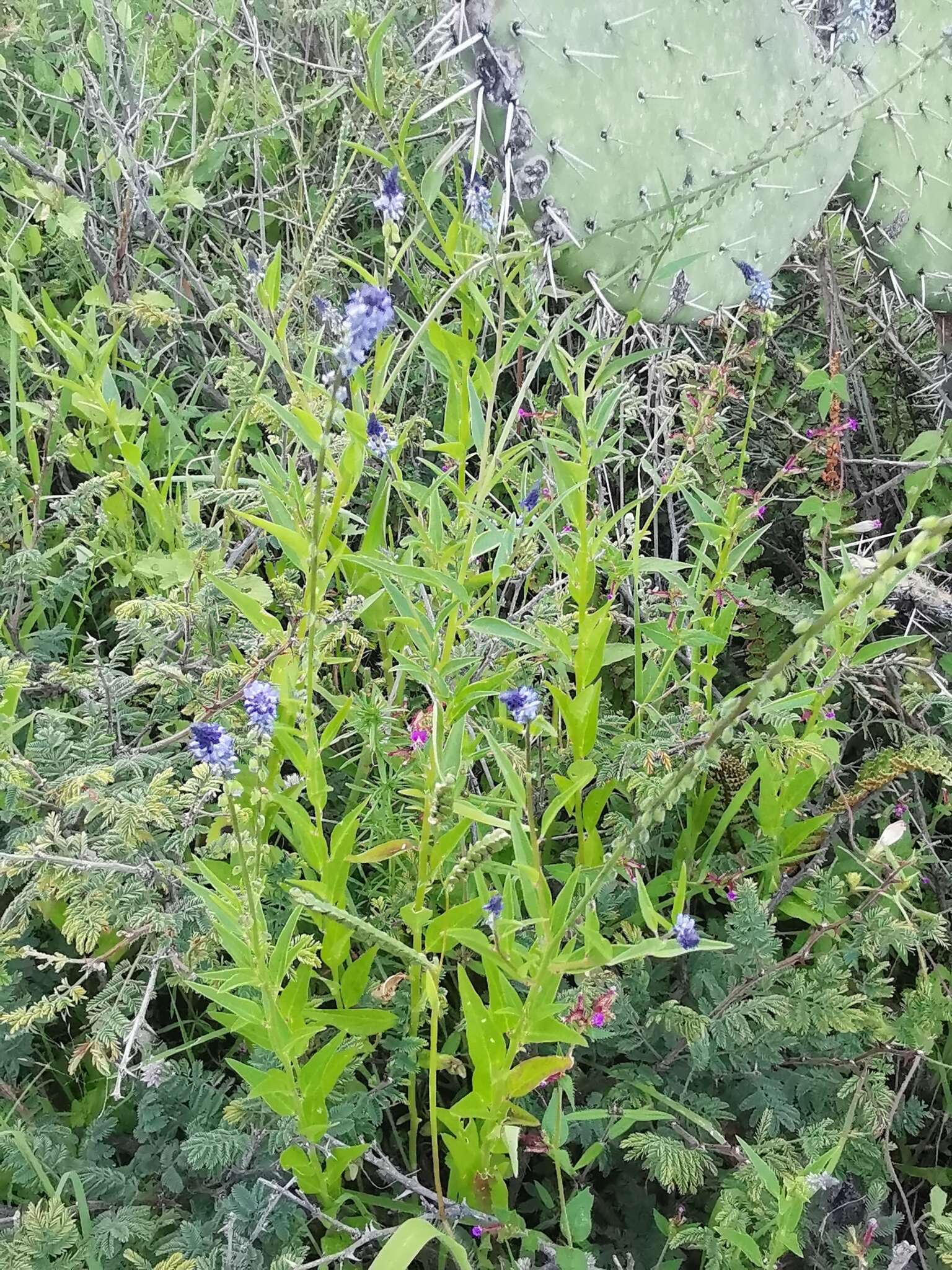 Image of blue pygmyflower