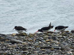 Image of Magellanic Oystercatcher