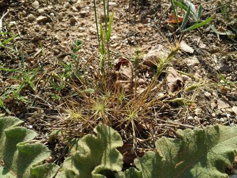 Image of Lorent's goatgrass