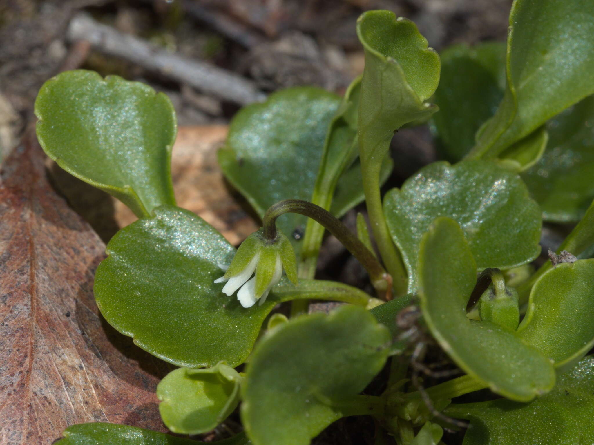 Image of Viola hederacea subsp. cleistogamoides L. Adams