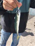 Image of Pacific Chub Mackerel