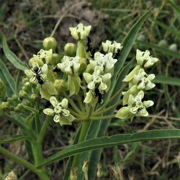 Image of Asclepias mellodora St. Hil.