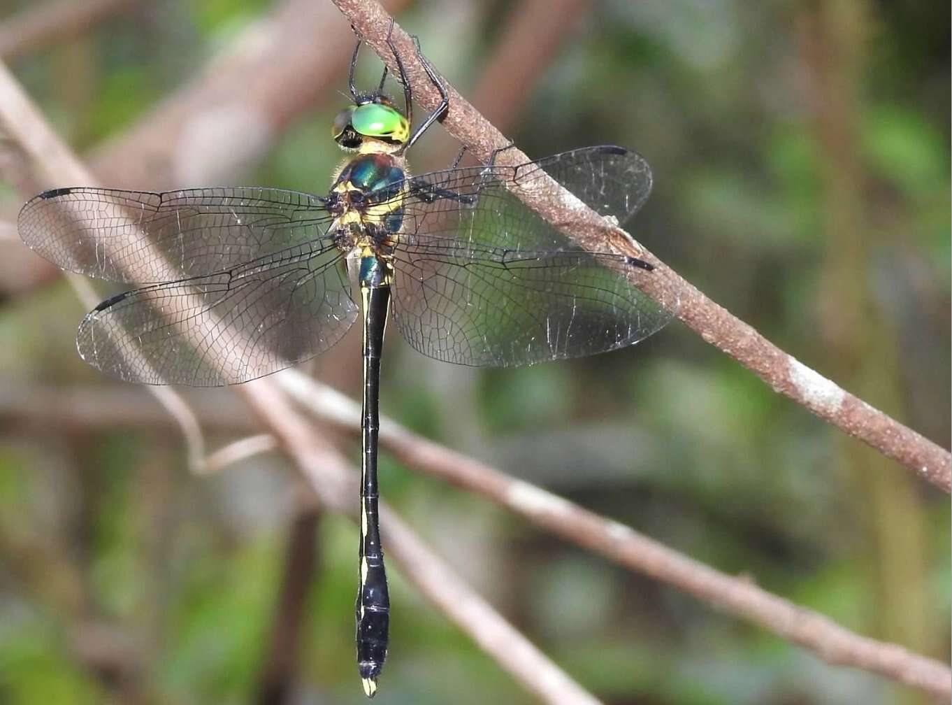 Слика од Macromidia rapida Martin 1907