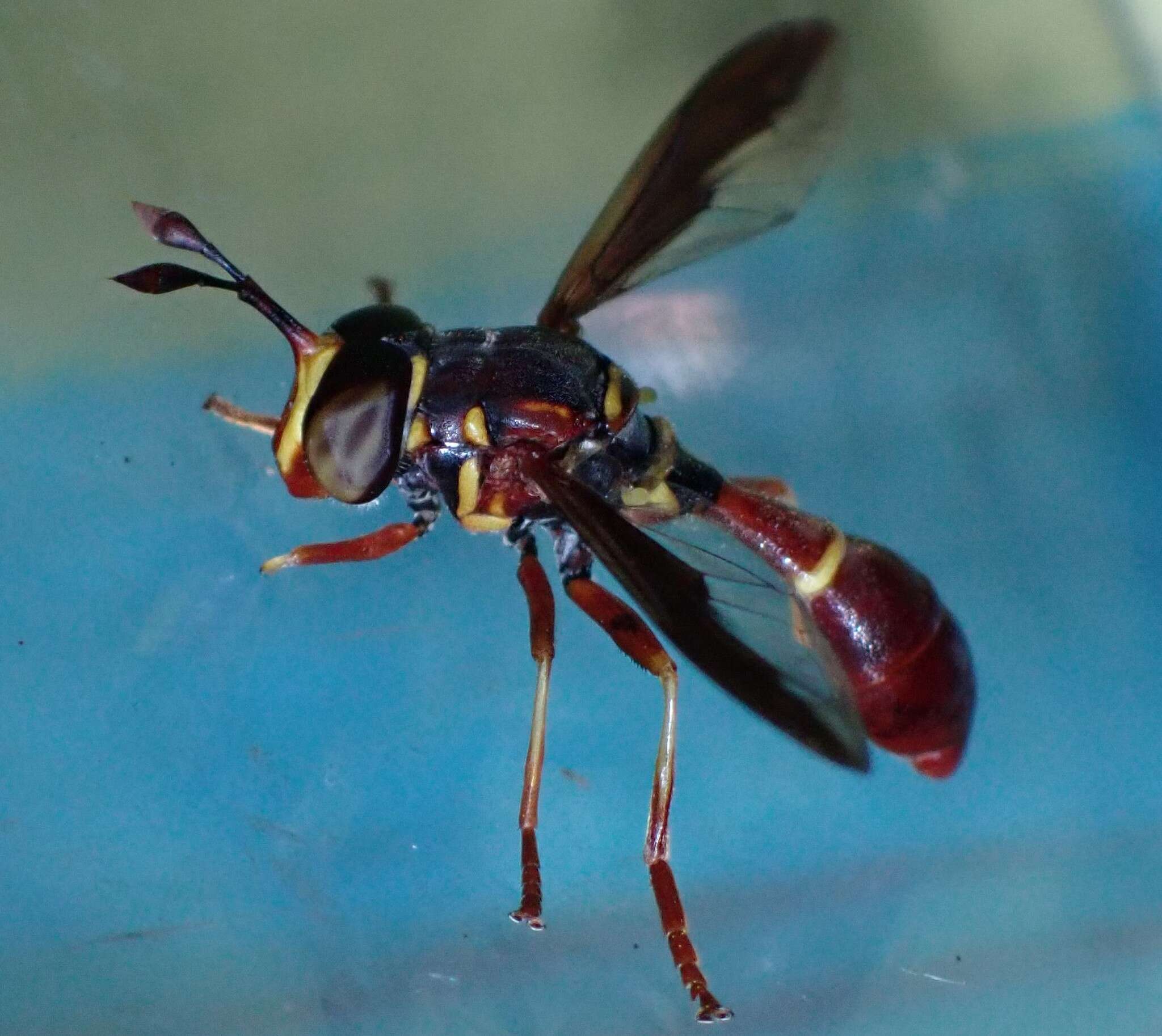 Image of Monoceromyia floridensis