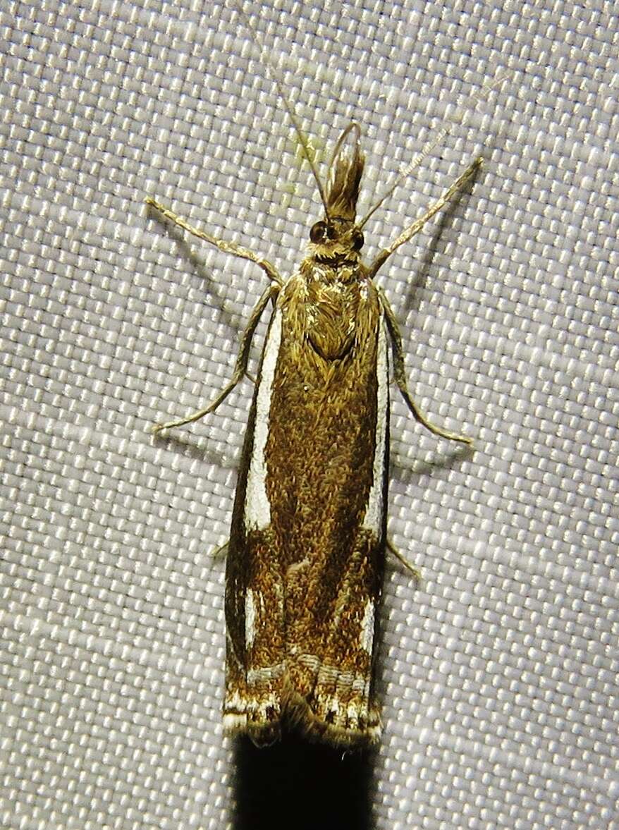 Image of Crambus heringiellus Herrich-Schäffer 1949