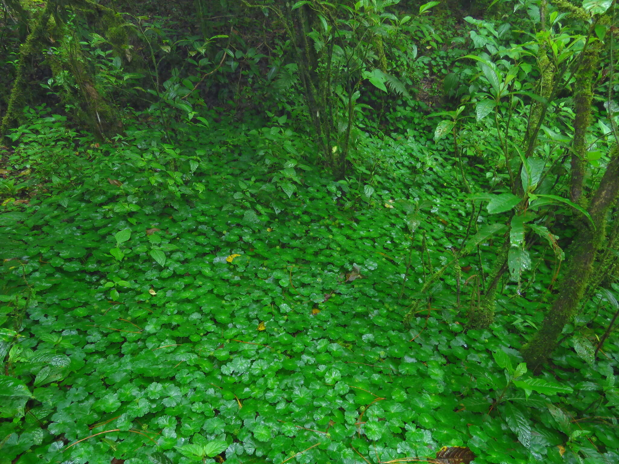 Image de Hydrocotyle mexicana Cham. & Schltdl.