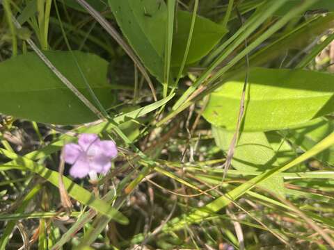 Image of Skinner's false foxglove