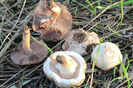 Image of Agaricus bresadolanus Bohus 1969