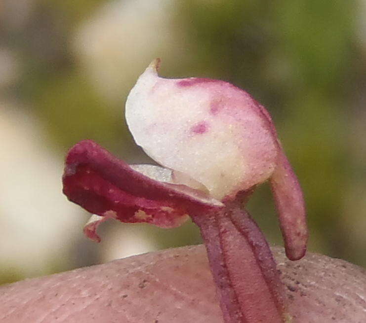 Image of Disa linderiana Bytebier & E. G. H. Oliv.