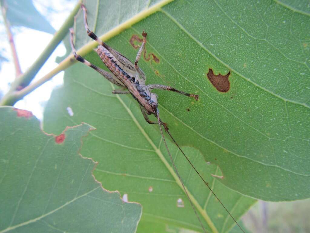 Nicsara bifasciata (Redtenbacher 1891) resmi