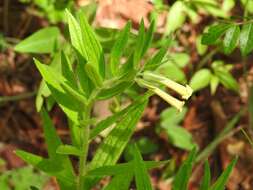 Image of Lithospermum guatemalense J. D. Sm.