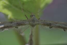 Image of Platyptilia nemoralis Zeller 1841