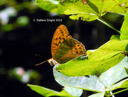 Imagem de Argynnis paphia Linnaeus 1758