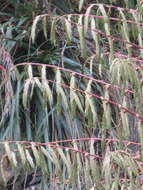 Image of Tillandsia krukoffiana var. krukoffiana