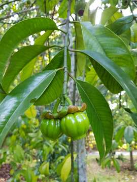 Image of Garcinia atroviridis Griff. ex T. Anders.