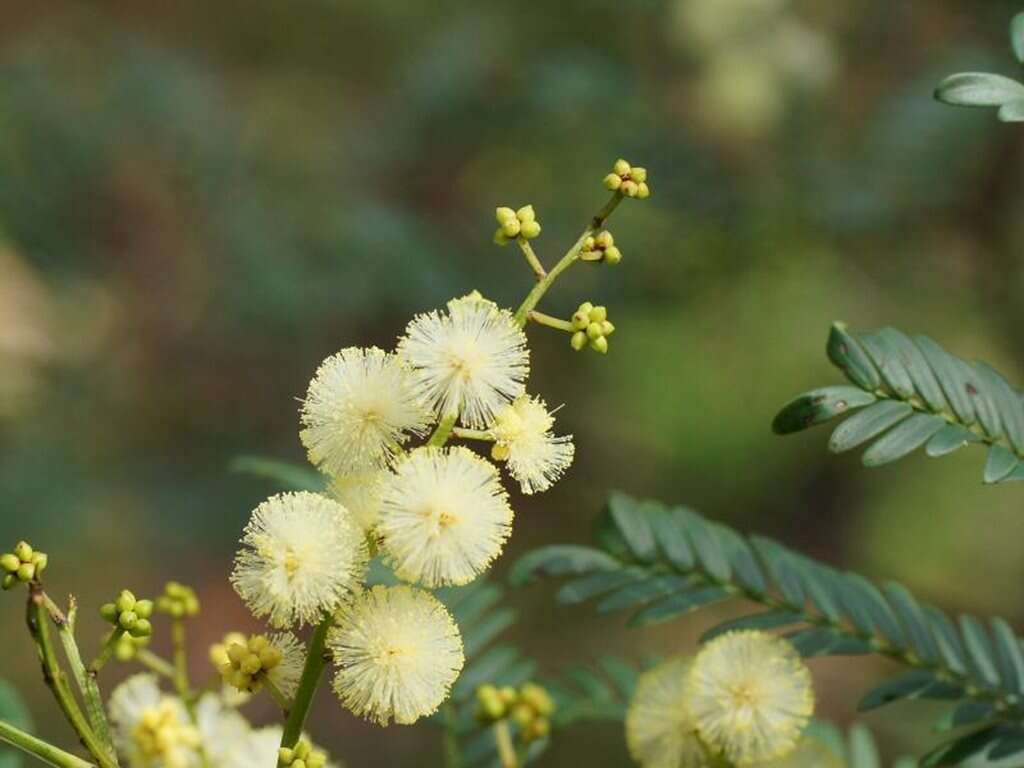 Imagem de Acacia terminalis (Salisb.) J. F. Macbr.