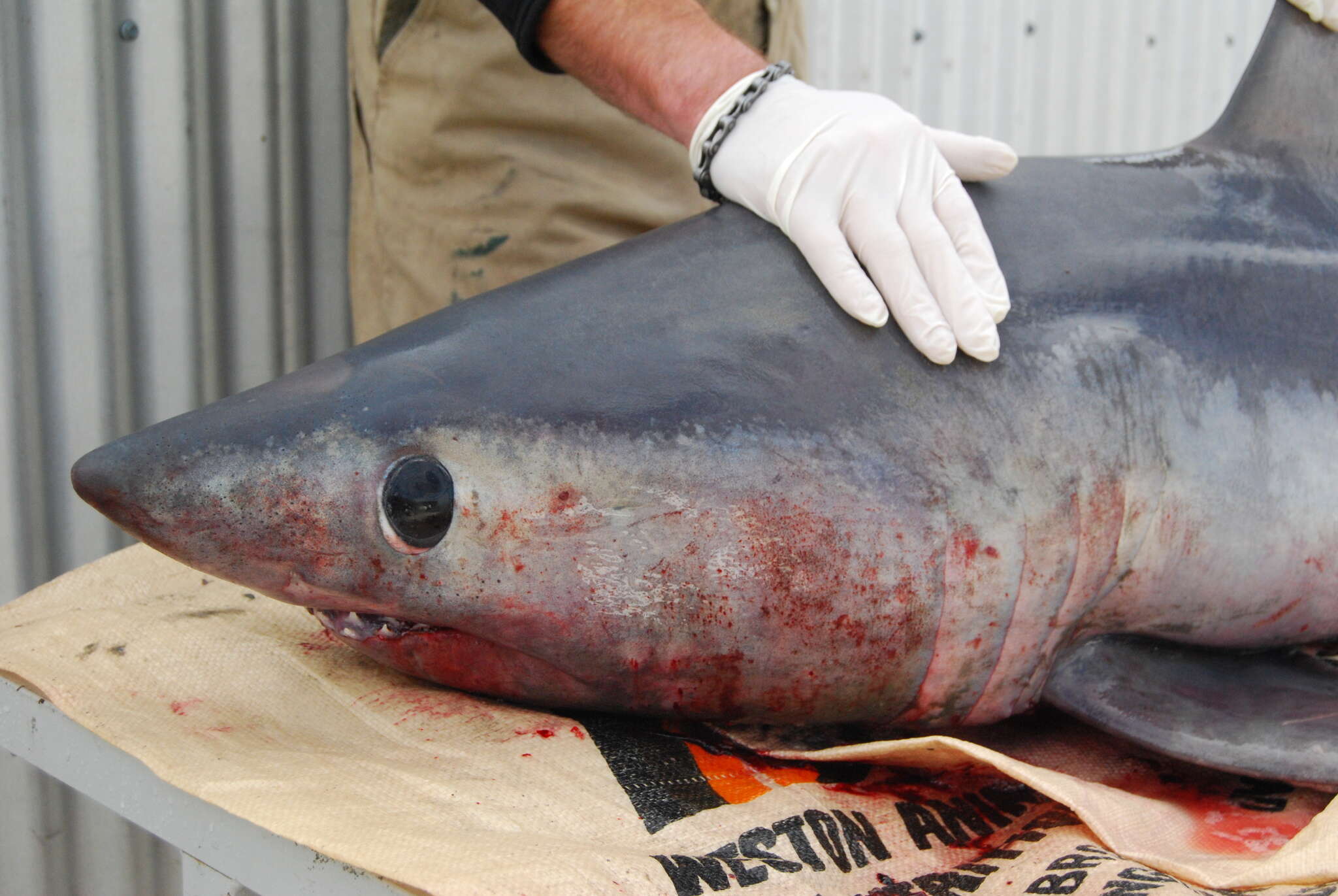 Image of mackerel sharks