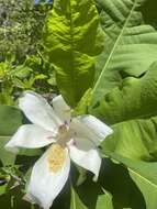 Image of Ashe's Magnolia