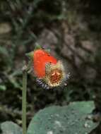 Image of Kohleria stuebeliana Fritsch