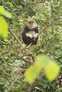 Image of Douc Langurs