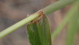 Image of East Indian Crab Grass
