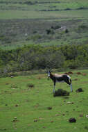 Image of Blesbok