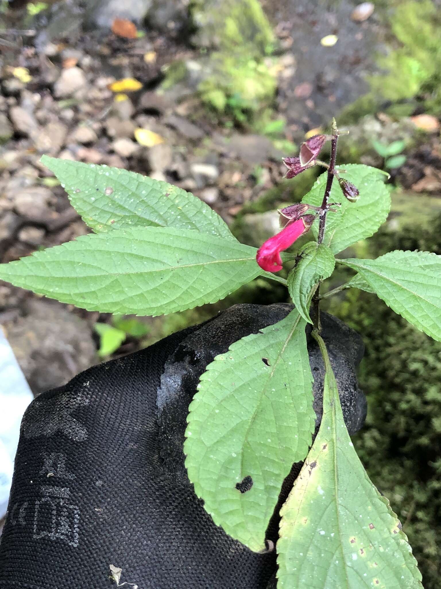 Salvia venulosa Epling的图像