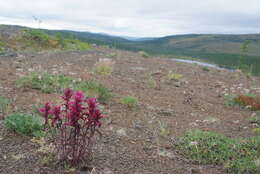 Image of Castilleja rubra (Drob.) Rebr.