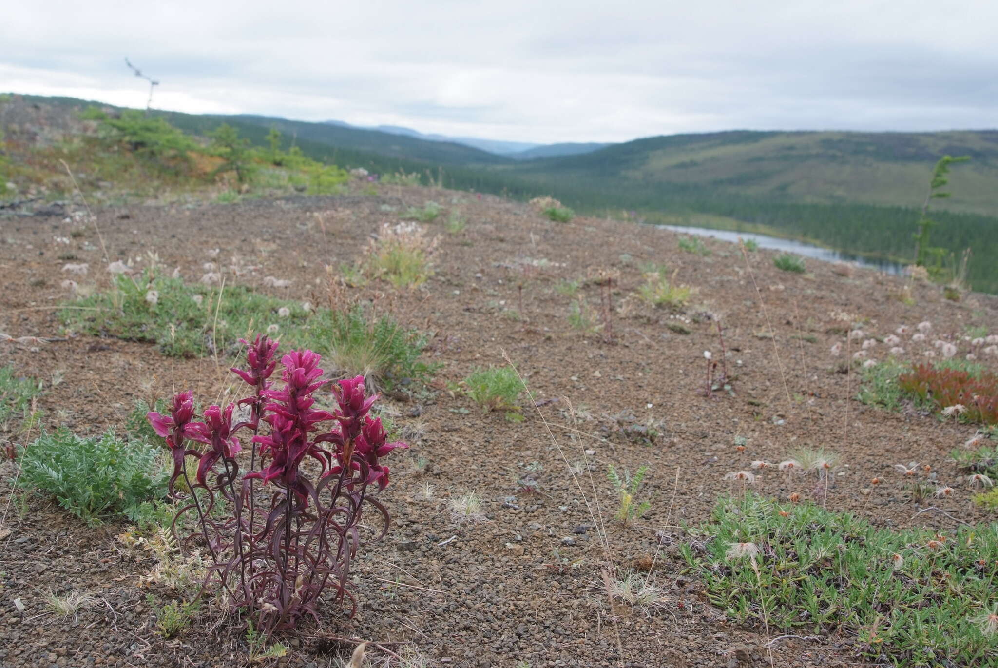 Castilleja rubra (Drob.) Rebr. resmi