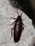 Image of Pennsylvania Wood Cockroach