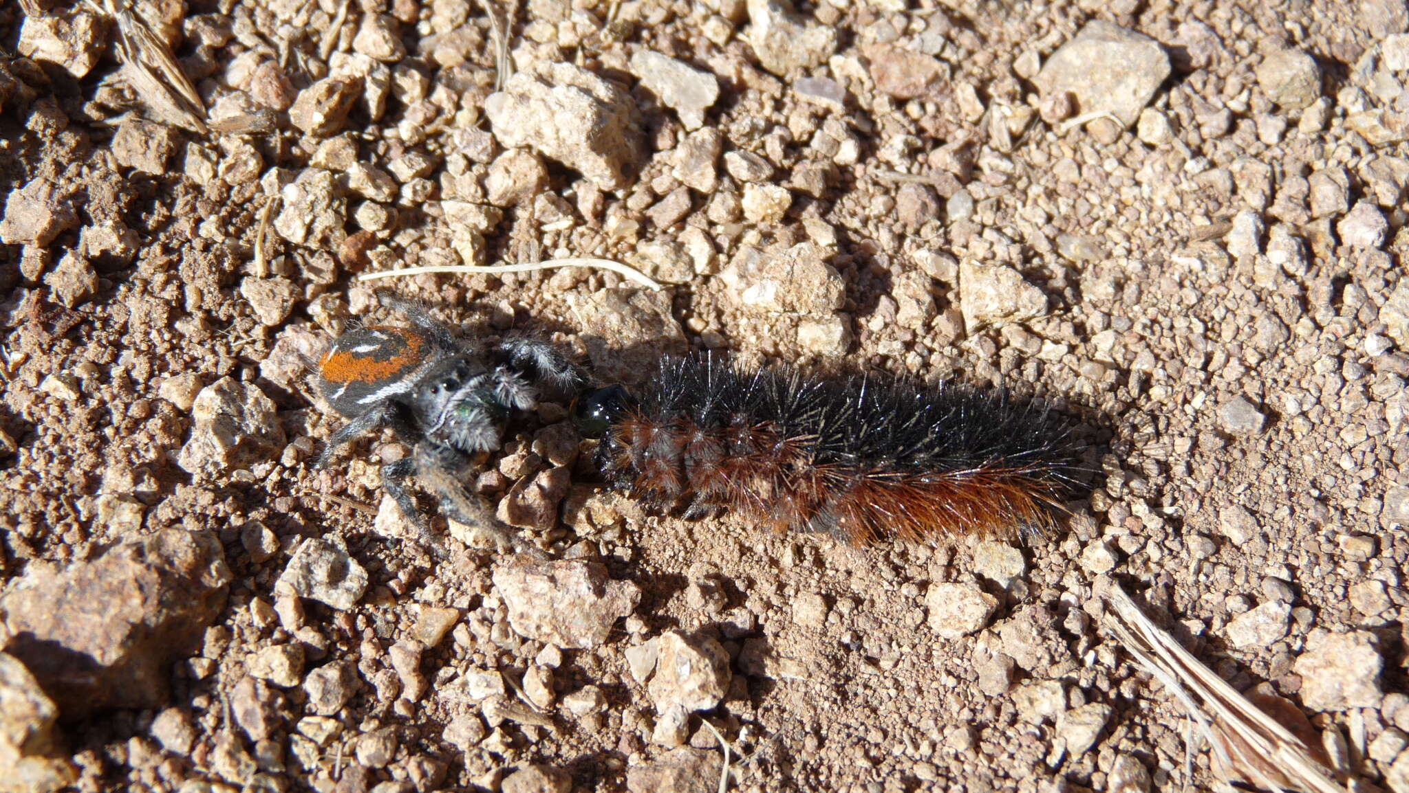 Image of Phidippus carneus Peckham & Peckham 1896