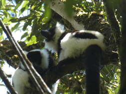 Image of Black-and-white Ruffed Lemur