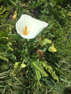 Image of calla lily