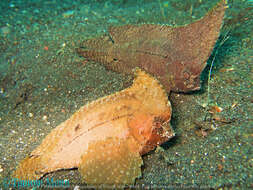 Image of Cockatoo fish