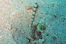 Image of Broad-banded shrimpgoby