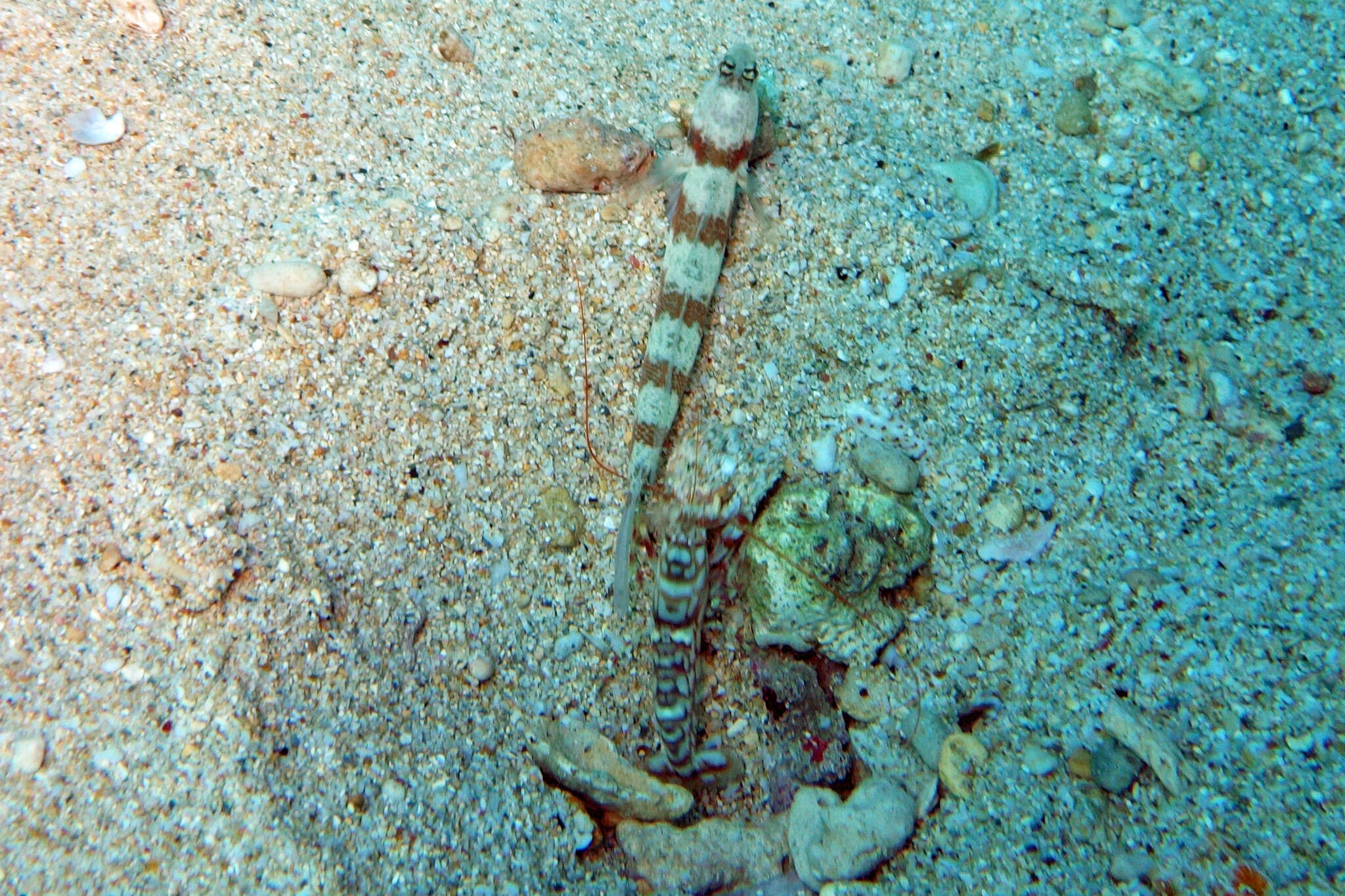 Image of Broad-banded shrimpgoby