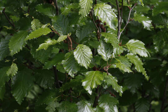 Image of Sitka alder