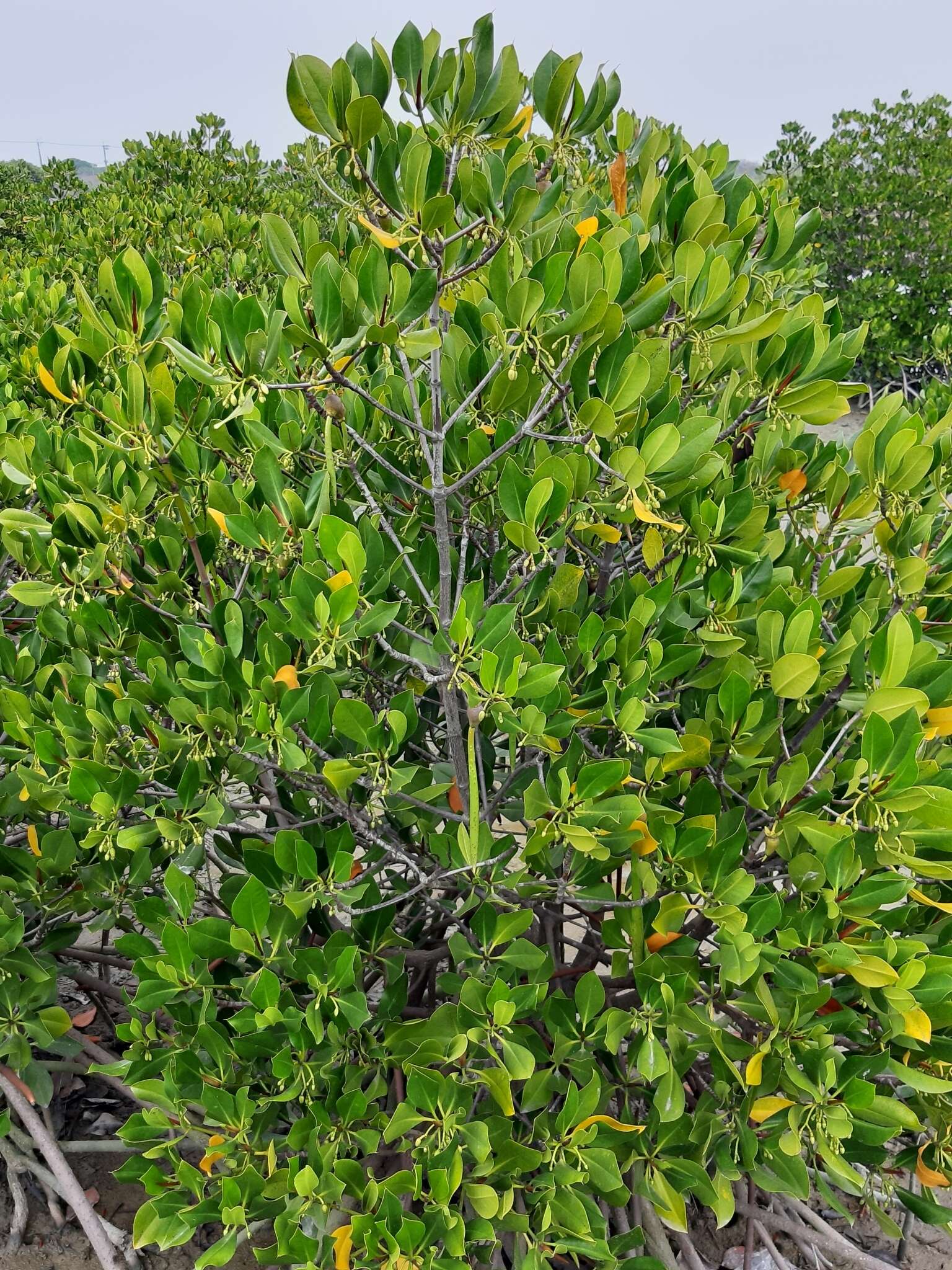 Image of Long-style stilt mangrove