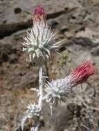 Слика од Cirsium occidentale var. candidissimum (Greene) J. F. Macbr.