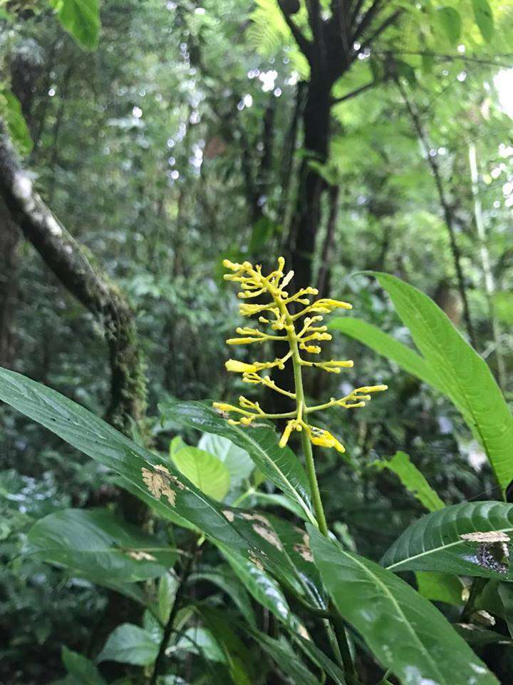 Image of Palicourea lasiorrhachis Oerst.