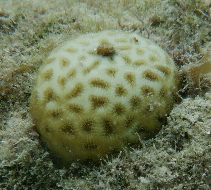 Image of Golfball Coral