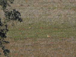 Image of Black-bellied Sandgrouse